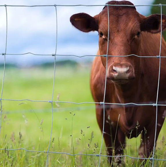 Farm fence